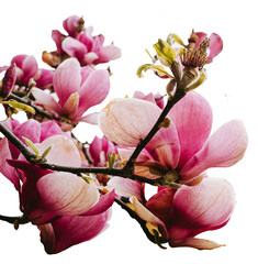 Pink magnolia tree branch with flowers and seed pod isolated on transparent background © Muñe