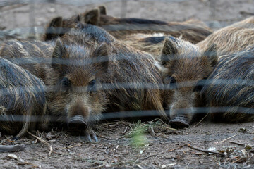 Intimate wildlife shot showing a tight cluster of juvenile boars resting in a zoo enclosure. The coarse texture of their striped coats contrasts with the soft bokeh of the foreground fence. © Sergej