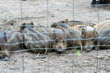 A huddle of cute, striped wild boar piglets (sus scrofa) resting together on the dirt ground. The animals are photographed through a wire mesh fence in a wildlife park. © Sergej