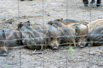 Close-up portrait of sleeping juvenile wild pigs huddled for warmth. The distinctive striped coat of the piglets is visible through the blurred foreground fencing of their sanctuary enclosure. © Sergej