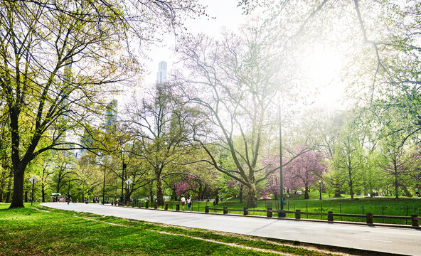 Landscape and walkway of Central Park, Manhattan, New York City