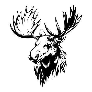 Moose head with large antlers wild animal portrait in black and white vector style