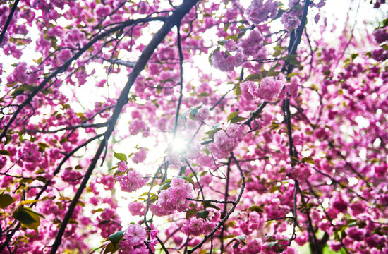 Close up of sunlight shinning through pink cherry blossoms in Central Park, Manhattan, New York City