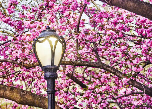 Classic Central Park lamppost surrounded by vibrant cherry blossoms, Manhattan, New York City
