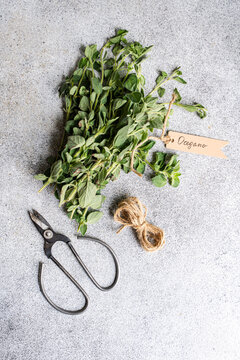 Fresh oregano bundle with scissors and twine