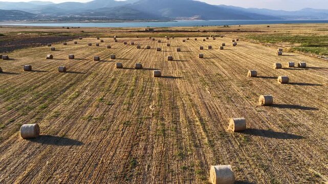 An aerial shot taken with a futuristic drone of rows of rolled hay bales in a golden-yellow harvest field, set against a backdrop of a lake and mountain scenery.
