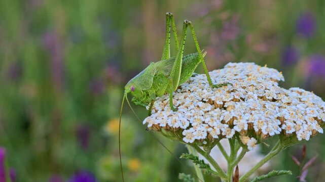 Grasshopper rests on yarrow bloom