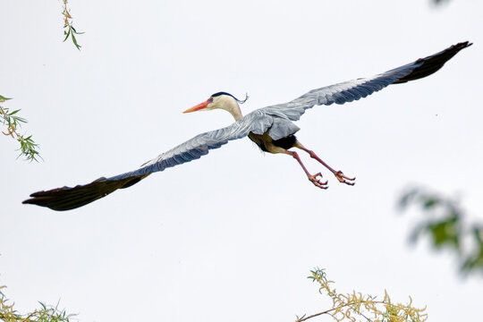 Grey heron bird in flight seen from below against bright sky