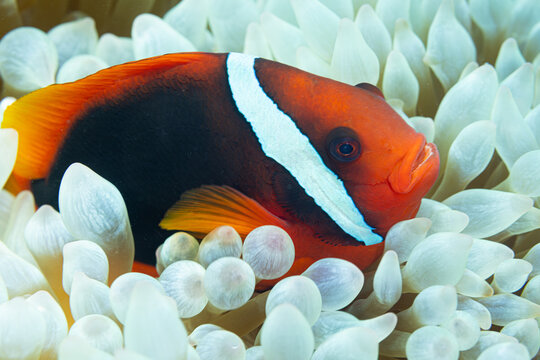 Nemo Fish @ Sogod Bay, The Philippines