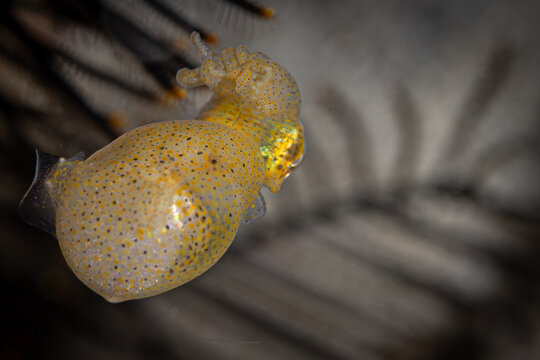 Squid @ Leyte, The Philippines