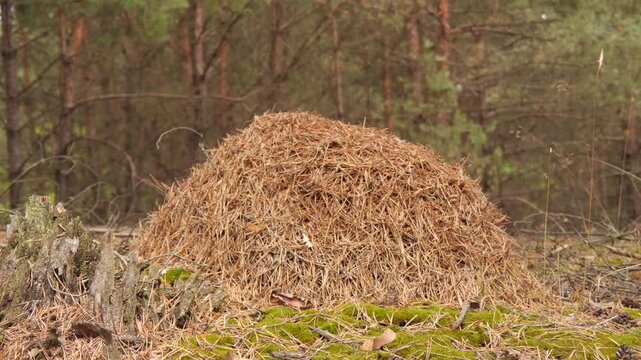 Large Anthill In The Forest