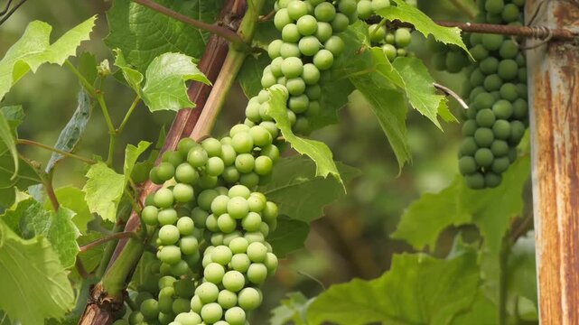 Grapes ripen on the branch.
