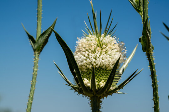 Close up of Dipsacus laciniatus flower head with white petals and spiky bracts against a clear blue sky