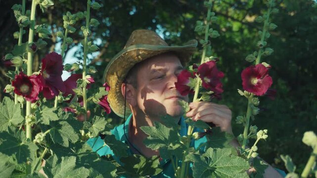 Man in straw hat examines vibrant hollyhock flowers in a lush garden, surrounded by greenery and sunlight filtering through the leaves