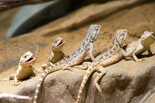 Group of young agamid lizards (family Agamidae, possibly Laudakia genus) on a rock