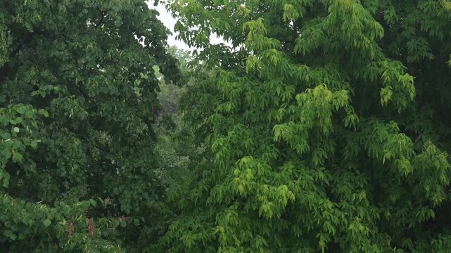 Heavy rain falling on lush green deciduous trees during a summer storm.