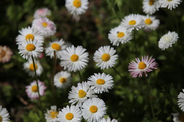 daisies in the grass (Bellis perennis)  © Sphotos