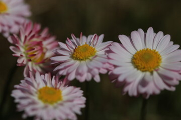 daisies in the grass (Bellis perennis)  © Sphotos