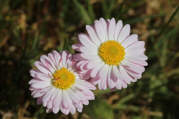 daisies in the grass (Bellis perennis)  © Sphotos