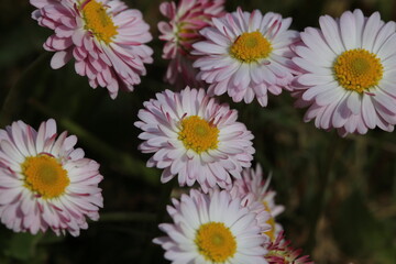 daisies in the grass (Bellis perennis)  © Sphotos