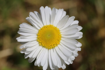 daisies in the grass (Bellis perennis)  © Sphotos