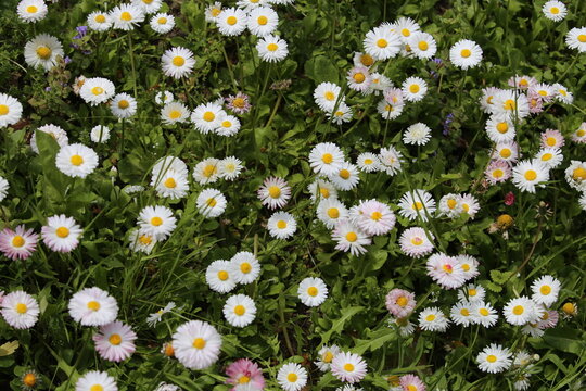 daisies in the grass (Bellis perennis)	