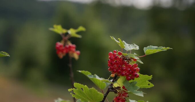 redcurrants on the bush
