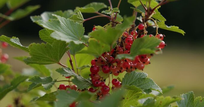 Close-up of redcurrants on the bush