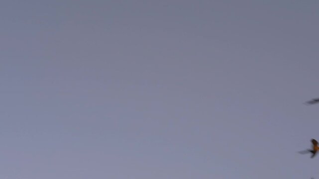 Wide Shot of Macaws Flying Over Mountains at Sunset