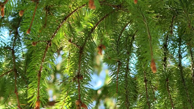 Sun-dappled spruce branches with cones, green needles, and blue sky background