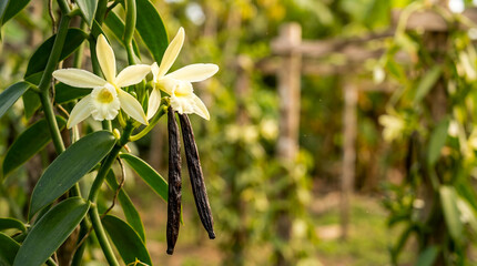 Obraz premium beautiful climbing vanilla orchids plant with flower and vanilla seeds pods, blur vanilla orchids plant farm background, 