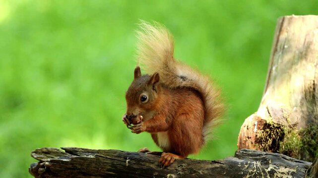 Red Squirrel (Sciurus vulgaris)