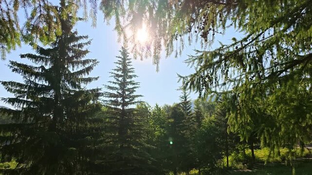 Sunny forest view with tall evergreens