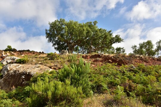Arbustes dans un paysage semi-aride &agrave; Hjar Hennahal au sud de Tanger au Maroc 