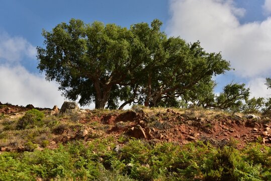 Arbustes dans un paysage semi-aride &agrave; Hjar Hennahal au sud de Tanger au Maroc 