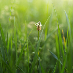 Detailed macro shot of blooming ribwort plantain flower amidst tall green grass on spring meadow with soft blurred background. © Jana Krizova
