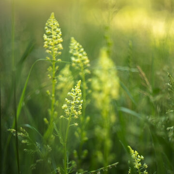Reseda lutea, Blooming wild yellow mignonette flowers in green grass with soft blurry background