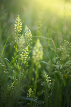 Reseda lutea, Blooming wild yellow mignonette flowers in green grass with soft blurry background