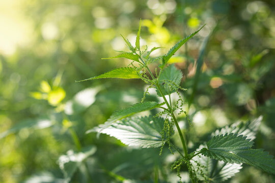 Urtica dioica,  close-up of a blooming stinging nettle plant in a sunny summer garden