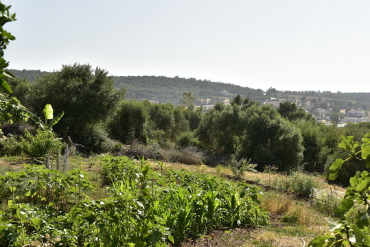 Arbustes dans un paysage semi-aride &agrave; Hjar Hennahal au sud de Tanger au Maroc 