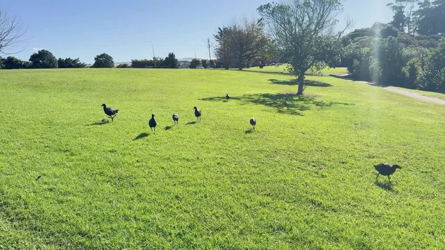 A small group of pūkeko birds walks across a bright green field in a New Zealand park. The birds move toward the camera under clear blue skies, casting long shadows across the grass. 
