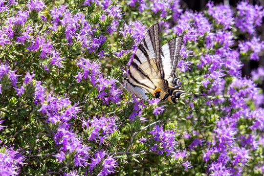 Scarce swallowtail butterfly resting on blooming purple flowers
