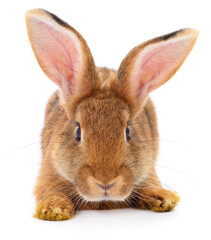 Fototapeta premium Cute brown rabbit isolated on white background