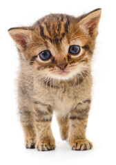 Fototapeta premium Cute little tabby kitten isolated on white background