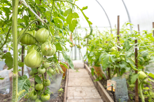 Young green tomatoes growing on vines inside a greenhouse during daytime