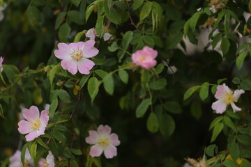 fiori di rosa canina in primavera nel bosco