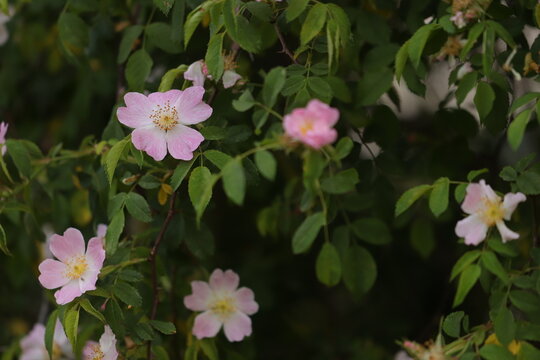 fiori di rosa canina in primavera nel bosco