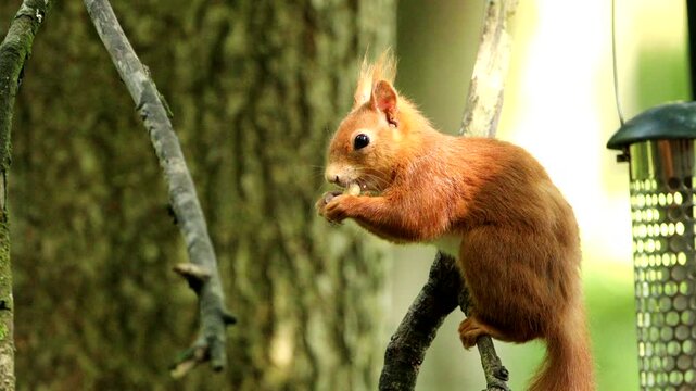 Red Squirrel (Sciurus vulgaris)