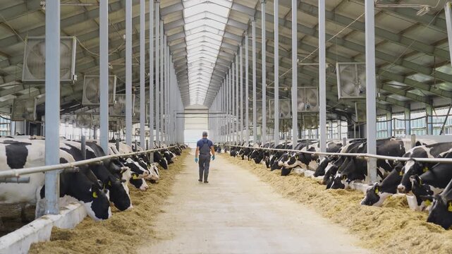 Farm worker walking through the aisle between rows of cows in a barn