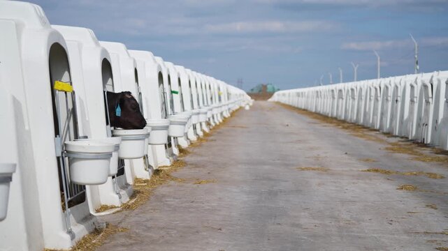 Long row of individual plastic calf hutches with feeding buckets at a dairy farm